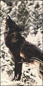 3aWIddr.png.8d6dc9bc453761839a2a346fbfe6bcae.png