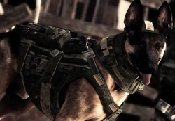 Call Of Duty Ghosts Cainele Riley