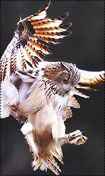 Q9FDHRk.png.61fbbc44736df5fdcc0eb0e1805c82a3.png