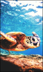 T2IcMO9.png.0204cbdede001ddb53ac8284da4708b1.png