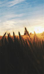 YY8RJoX.png.9487e43b0d8044d848e5450e8db14898.png
